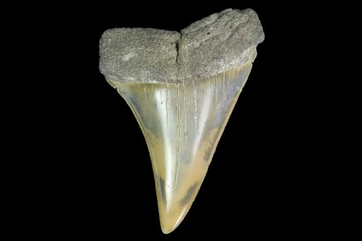 Fossil Mako Shark Tooth - South Carolina #142309